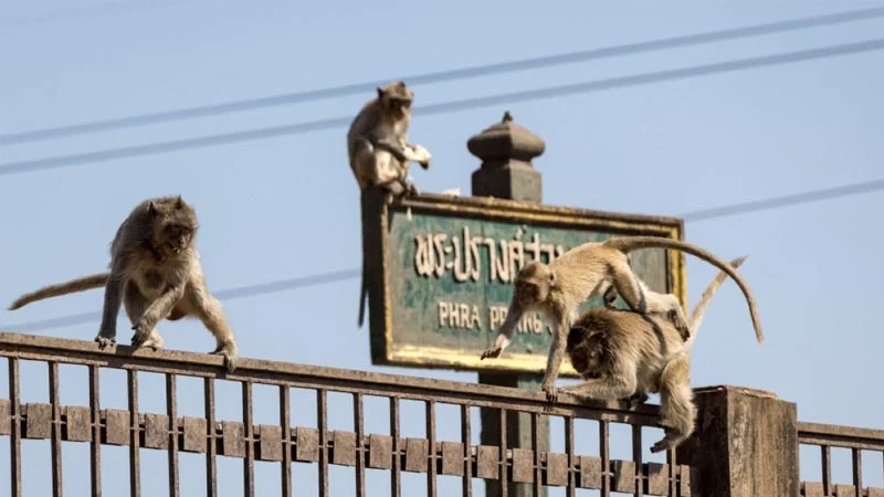 Police blocked in police station after monkey attack, other forces called in to rescue